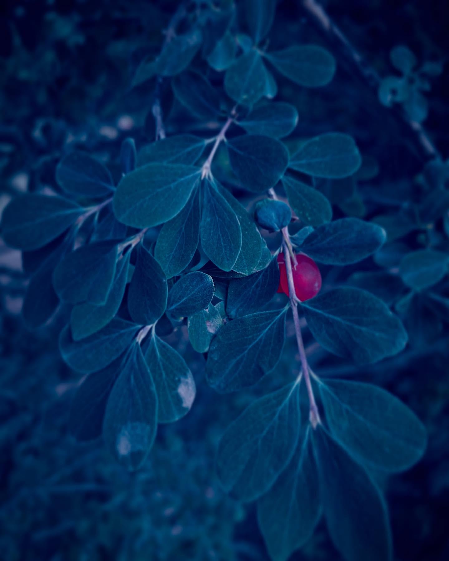 One Ember in the Blue